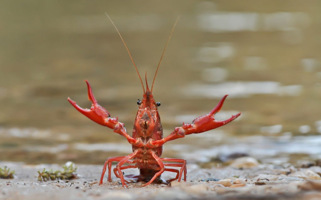The red swamp crayfish (Procambarus clarkii) is one of the species-specific case studies being addressed by the GuardIAS project. Credit Line: Benoît Outrey/Biosphoto