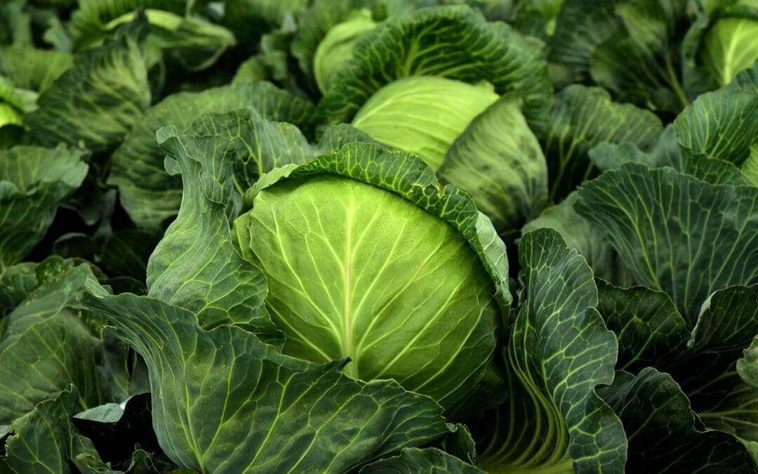 CAP Network Ireland Horticulture Pilot