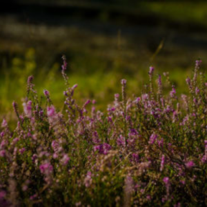 LIFE IP Peatlands and People