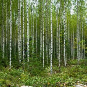 OptiForValue project