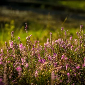 Peatlands and People