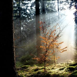 Trees4Adapt - image library of a forest